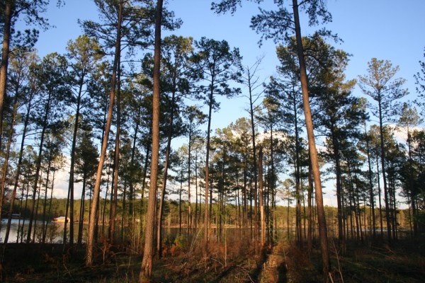 Land stewardship is about making decisions related to the life of a piece of property.
