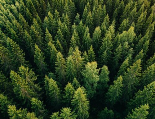 A Great Read on the Benefits of Timberland Investments